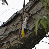Yellow -throated Warbler, Paradise Pond, Port Aransas, Texas